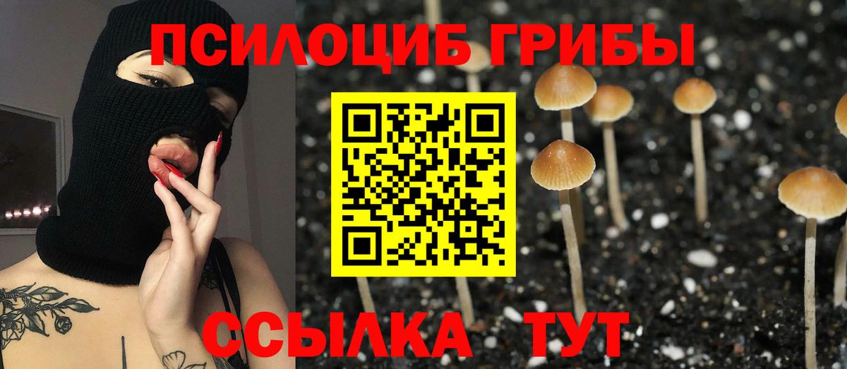 Псилоцибиновые грибы Cubensis Юрга
